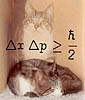 Knowledge- Schrodinger Cat
