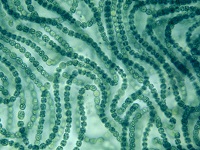 Cyanobacteria - life's first food
