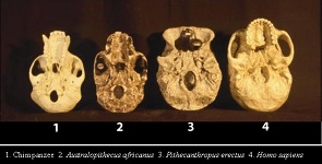 Foramen Magnum Evolution in Hominid Skulls