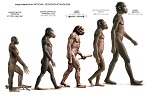 ramidus, afarensis, sediba, habilis, erectus - evolution-involution.org