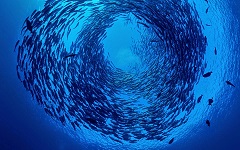 swirling fish existential threat of climate change