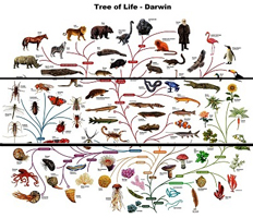 Tree of Life - Darwin -sections