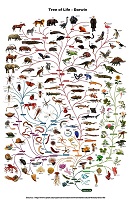 Tree of Life - Darwin